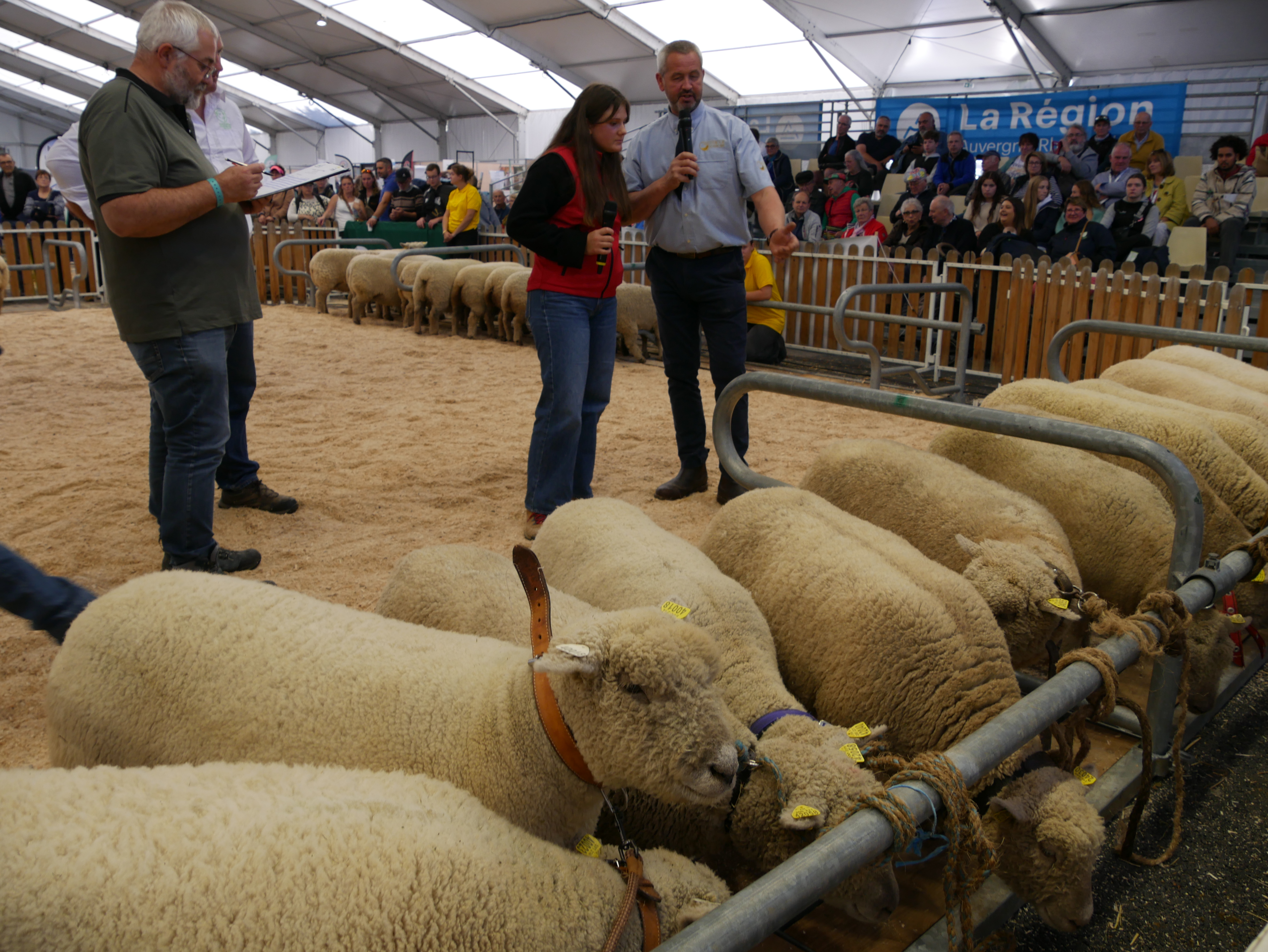 Le concours de la race southdown s'est déroulé hier après-midi.