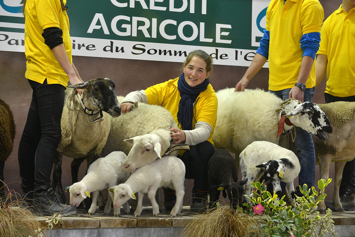 Des animations et concours rythmeront le pôle ovins. Rendez-vous Hall 5.