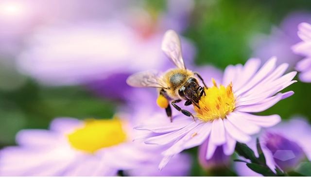 ​Agriculture et biodiversité
