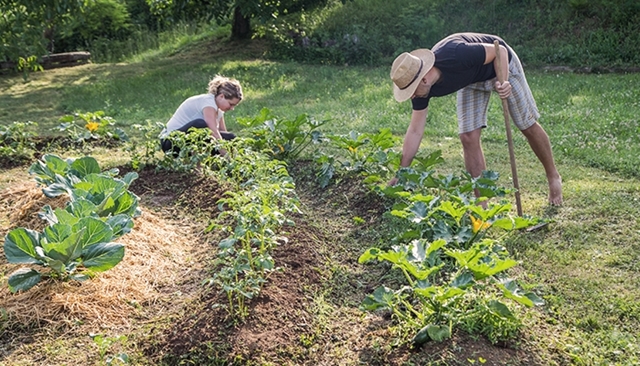 La permaculture en pratique