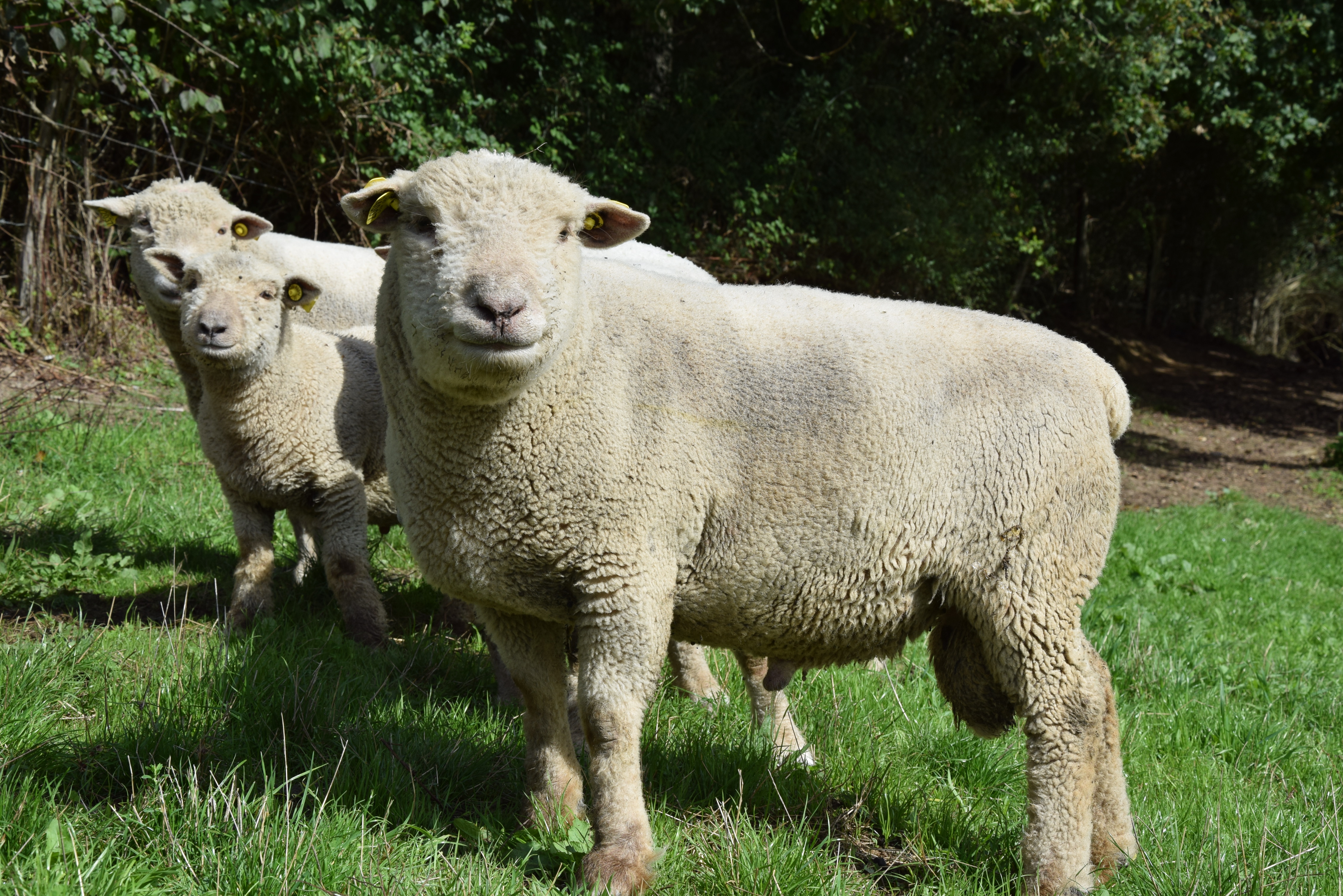 La race southdown fêtera ses 170 au Sommet.