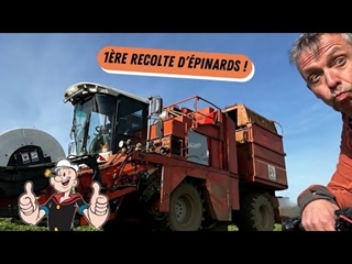 Première récolte d'épinards ! 🌱🚜