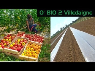Récolte tomates et ail, plantation et GROS probleme aux melons...