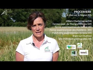 Semer des prairies sous couvert d'association céréales/protéagineux