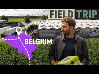 Des insectes remplacent les pesticides : biocontrôle innovant en Belgique