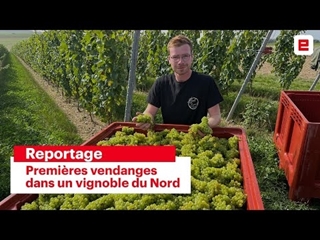 Premières vendanges dans un vignoble du Nord