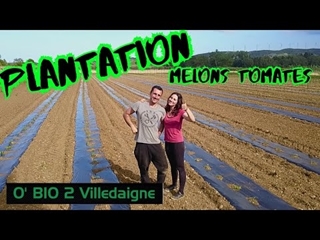 Encore MELONS et TOMATES dans les champs! on plante les 2nd serie