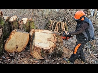 Les gros bois ne sont pas fendus mais découpés - 2023