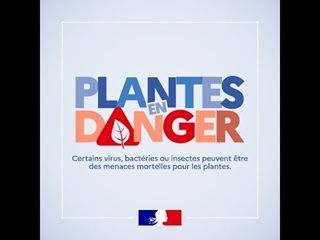 ⚠ Plantes en danger : ayez les bons réflexes !