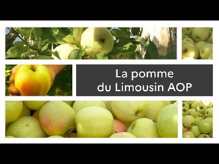 La Pomme du Limousin AOP