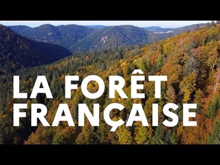 La forêt française