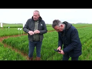 Décaler son semis pour limiter l'enherbement : Visite de la parcelle du champFriand BASF