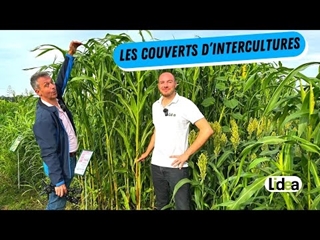 Pourquoi utiliser des couverts végétaux ? 🌱