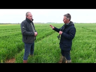 L'impact du travail du sol sur la levée des adventices : Visite de la parcelle du champFriand BASF