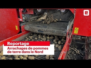 Arrachages de pommes de terre, ça se termine