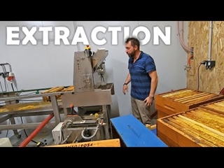 L'extraction du miel de tournesol - 2023