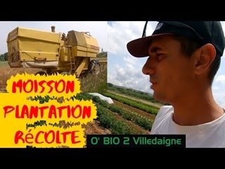 TRES grosse semaine! Moisson, plantation melons, récolte, a fond pour fin juin