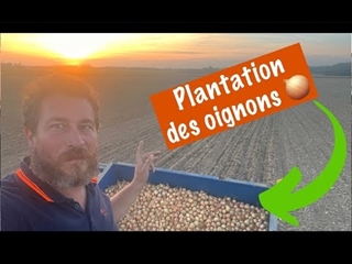 Plantation oignon 2024 au top 🧅