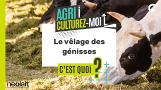 Agriculturez-moi #1 - Pourquoi le velâge des génisses à 24 mois c’est mieux ?