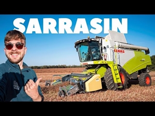 MOISSON du SARRASIN 2023, totale découverte !