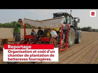Plantation des betteraves fourragères : 12 personnes sur 3 jours pour 6,5 ha