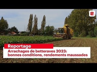 Arrachages de betteraves 2023: bonnes conditions, rendements maussades