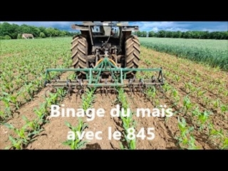 Je teste une technique bio pour désherber le maïs