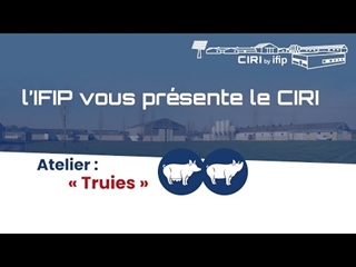 Quelles expérimentations pour étudier la conduite des truies à la station d'élevage de l'IFIP ?