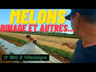 Débâchage Melons, Binage, plantation et récoltes, une semaine de début juin occupée