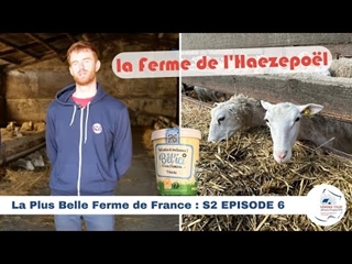 Bel'ici - Glace au lait de brebis des Flandres 🇫🇷 LA PLUS BELLE FERME DE FRANCE