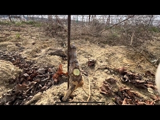 Comment tailler un plant de vigne