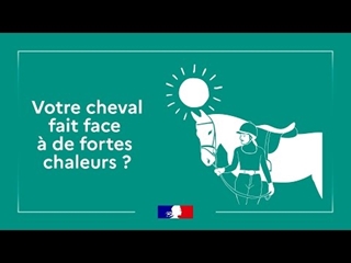 Comment protéger son cheval de la chaleur