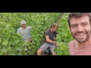 Aération des grappes : objectif vendange 🍇