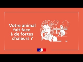 Comment protéger son animal de la chaleur?