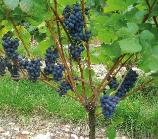 PINOT NOIR LOOSE CLUSTERS GL00 – Innovation that elevates sparkling wines