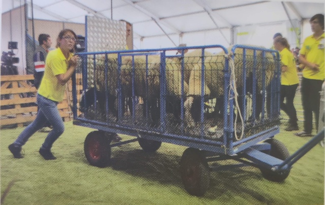 Chariots de transport